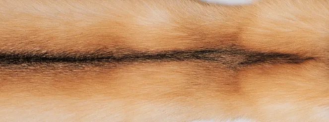 Throw of Fox