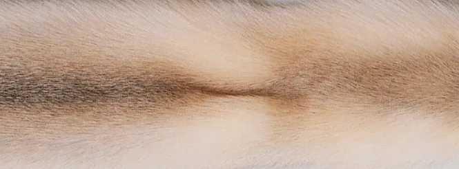 Throw of Fox