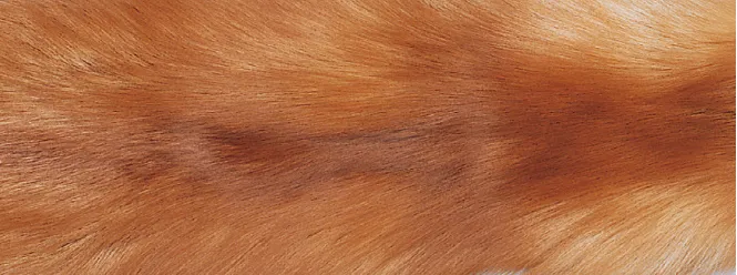 Throw of Fox