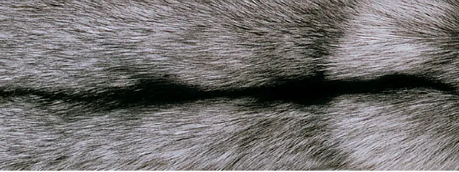 Throw of Fox