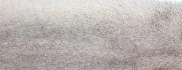 Throw of Fox