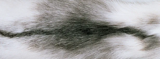 Throw of Fox